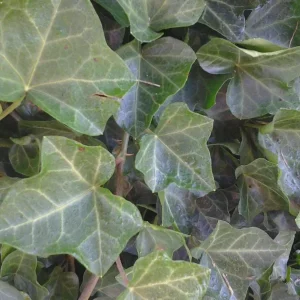 Baltic Ivy Bare Root Plants - 5 Pack Sub-Zero Ivy, 6-12" Tall, Outdoor Ground Cover - Image 1