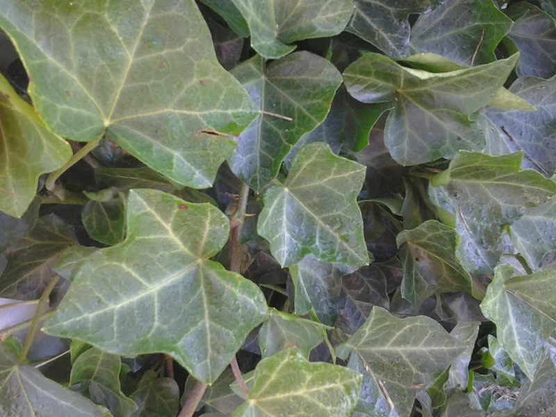 Baltic Ivy Bare Root Plants - 5 Pack Sub-Zero Ivy, 6-12" Tall, Outdoor Ground Cover - Image 1