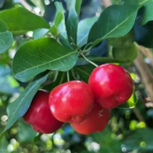 Barbados Cherry Live Plant - Acerola Fruit Tree Starter - 4-6