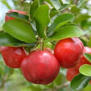 Barbados Cherry Live Plant - Acerola Fruit Tree Starter - 4-6