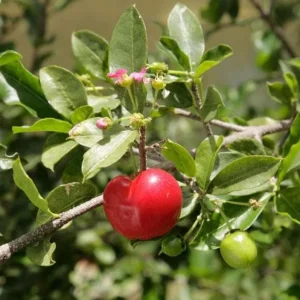 Barbados Cherry Live Plant - Acerola Fruit Tree Starter - 4-6