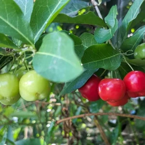 Barbados Cherry Live Plant - Acerola Fruit Tree Starter - 4-6