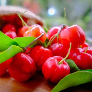 Barbados Cherry Live Plant - Acerola Fruit Tree Starter - 4-6