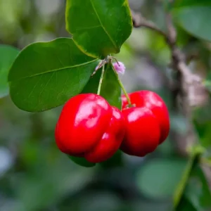 Barbados Cherry Live Plant - Acerola Fruit Tree Starter - 4-6