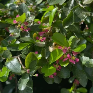 Barbados Cherry Live Plant (Malpighia emarginata) – Set of 2, 4-6