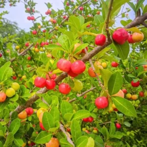 Barbados Cherry Live Plant (Malpighia emarginata) – Set of 2, 4-6