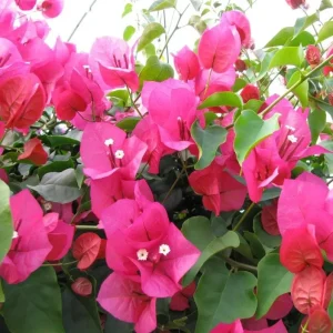 Barbara Karst Bougainvillea Live Plant - 3-Pack, 4-6