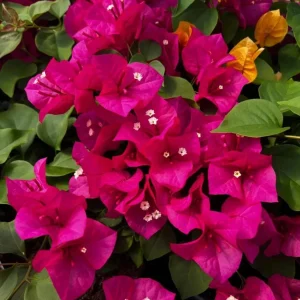 Barbara Karst Bougainvillea Live Plant - 3-Pack, 4-6