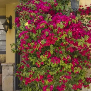 Barbara Karst Bougainvillea Live Plant - 3-Pack, 4-6