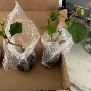 Barbara Karst Bougainvillea Live Plant - 3-Pack, 4-6