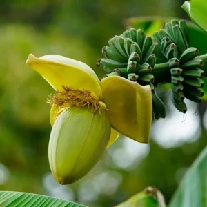 Basjoo Banana Live Plant – 4-6