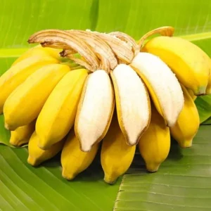 Basjoo Banana Live Plant – 4-6
