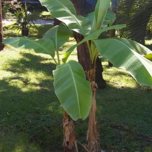 Basjoo Banana Live Plant – 4-6