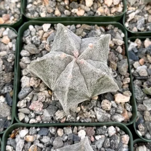 Bishop's Cap Cactus Live Plant – Astrophytum Myriostigma – 4 inch Pot – Indoor - Image 2