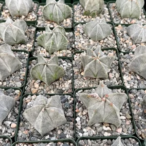 Bishop's Cap Cactus Live Plant – Astrophytum Myriostigma – 4 inch Pot – Indoor - Image 3