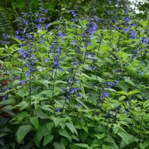 Black and Blue Salvia Live Plant (Salvia guaranitica) - Set of 2 Starter Plants, 4-6