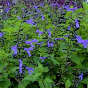Black and Blue Salvia Live Plant (Salvia guaranitica) - Set of 2 Starter Plants, 4-6