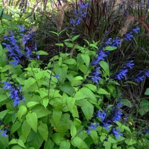 Black and Blue Salvia Live Plant (Salvia guaranitica) - Set of 2 Starter Plants, 4-6