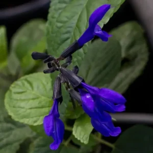 Black and Blue Salvia Live Plant (Salvia guaranitica) - Set of 2 Starter Plants, 4-6