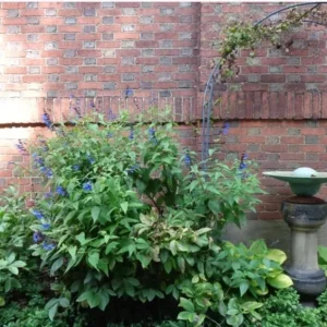 Black and Blue Salvia Live Plant (Salvia guaranitica) - Set of 2 Starter Plants, 4-6