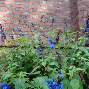 Black and Blue Salvia Live Plant (Salvia guaranitica) - Set of 2 Starter Plants, 4-6