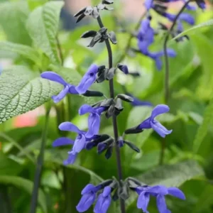 Black and Blue Salvia Live Plant (Salvia guaranitica) - Set of 2 Starter Plants, 4-6