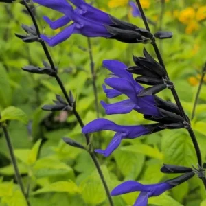 Black and Blue Salvia Live Plant – Set of 4 – 4-6