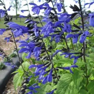 Black and Blue Salvia Live Plant – Set of 4 – 4-6