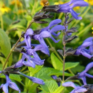 Black and Blue Salvia Live Plant – Set of 4 – 4-6