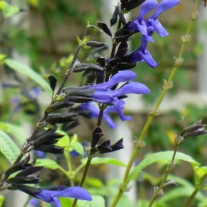 Black and Blue Salvia Live Plant – Set of 4 – 4-6