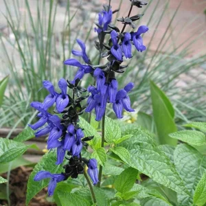 Black and Blue Salvia Live Plant – Set of 4 – 4-6