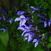 Black and Blue Salvia Live Plant – Set of 4 – 4-6" Tall – Flowering Perennial – Pollinator Friendly - Image 1
