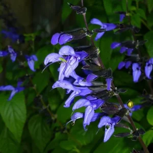 Black and Blue Salvia Live Plant – Set of 4 – 4-6