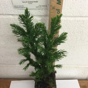 Black Dragon Japanese Cedar Live Plant - Cryptomeria Japonica - 6-12 inch Tall, Quart Pot - Image 2