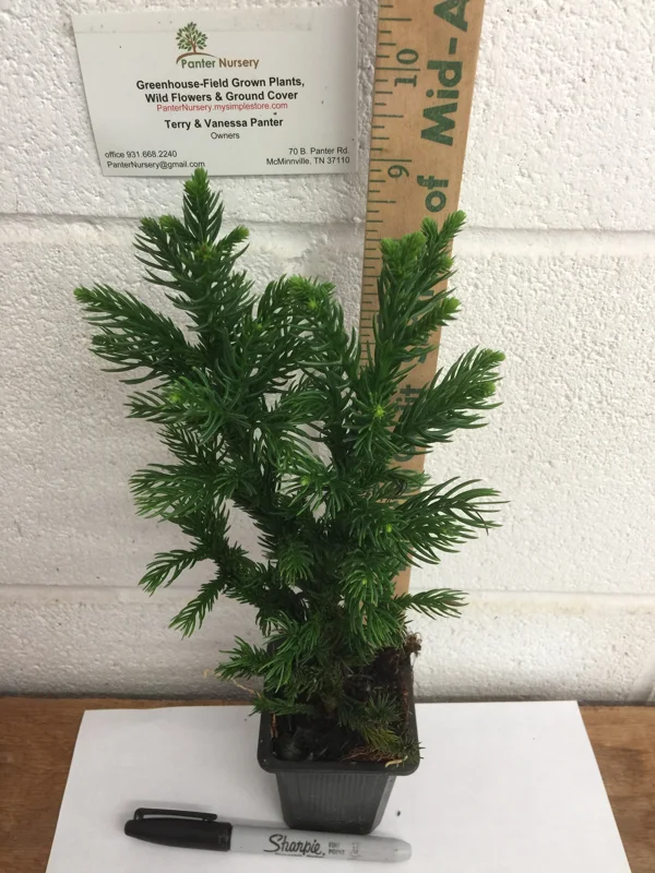 Black Dragon Japanese Cedar Live Plant - Cryptomeria Japonica - 6-12 inch Tall, Quart Pot - Image 2