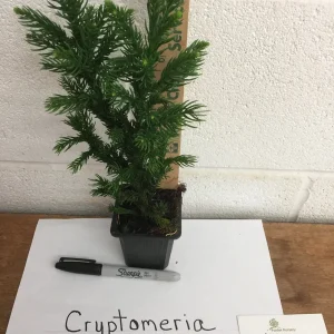 Black Dragon Japanese Cedar Live Plant - Cryptomeria Japonica - 6-12 inch Tall, Quart Pot - Image 5