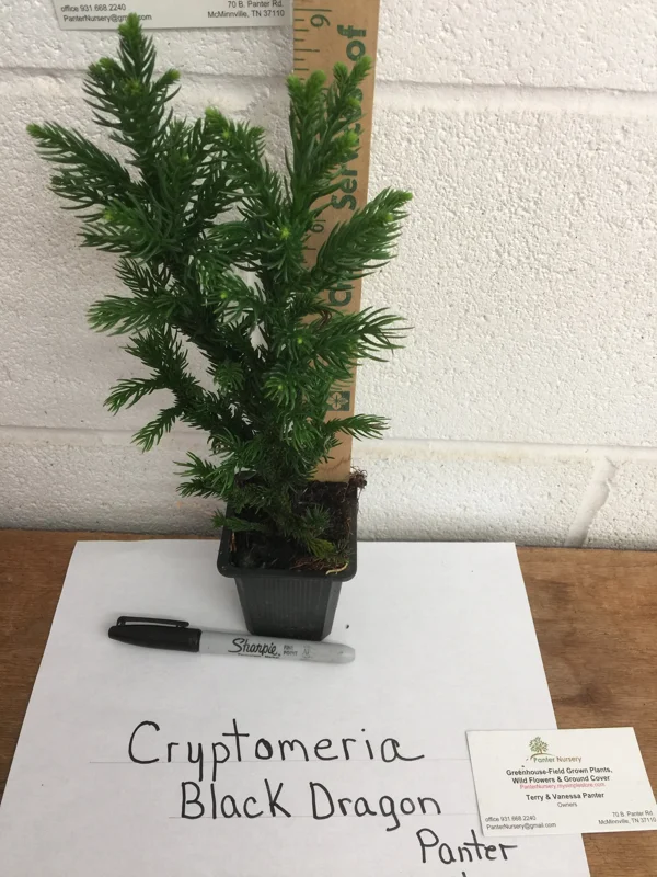 Black Dragon Japanese Cedar Live Plant - Cryptomeria Japonica - 6-12 inch Tall, Quart Pot - Image 5