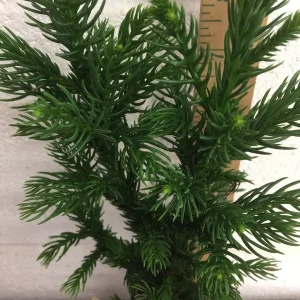 Black Dragon Japanese Cedar Live Plant - Cryptomeria Japonica - 6-12 inch Tall, Quart Pot - Image 6