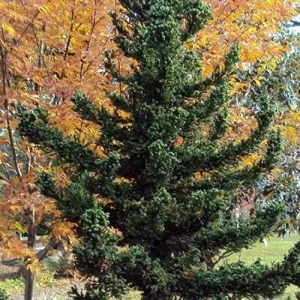 Black Dragon Japanese Cedar Live Plant - Cryptomeria Japonica - 6-12 inch Tall, Quart Pot - Image 7