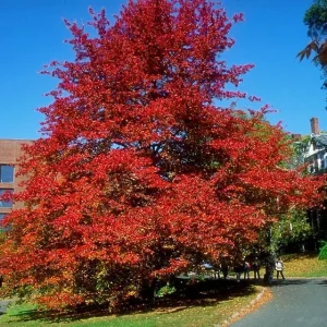 Black Gum Tree (Nyssa sylvatica) Live Plant – 1 Quart Pot, 6-12