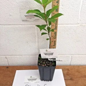 Black Gum Tree (Nyssa sylvatica) Live Plant – 1 Quart Pot, 6-12