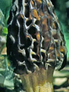 Black Morel Mushroom Spores/Spawn Mycelium on Dried Seeds - Grow Kit - Image 1