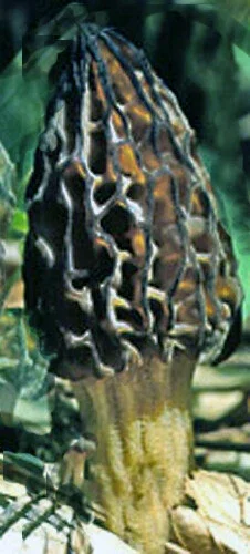 Black Morel Mushroom Spores/Spawn Mycelium on Dried Seeds - Grow Kit - Image 1