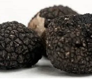 Black Oregon Truffle Mushroom Spores Mycelium - Dry Seeds for Cultivation - Image 1