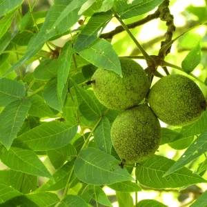 Black Walnut Tree Live Plant 4