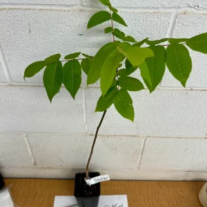Black Walnut Tree Live Plant 4