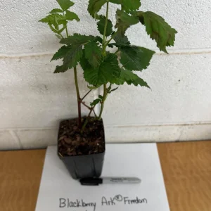 Blackberry Prime Ark Freedom Live Plant – 4 inch pot – High Yield Fruiting Bush - Image 2