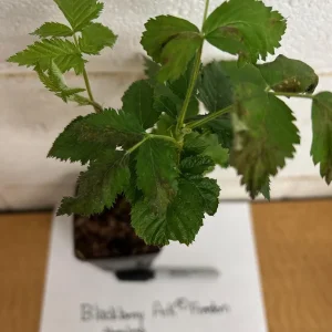 Blackberry Prime Ark Freedom Live Plant – 4 inch pot – High Yield Fruiting Bush - Image 3