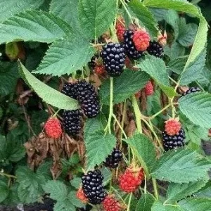 Blackberry Prime Ark Freedom Live Plant – 4 inch pot – High Yield Fruiting Bush - Image 4