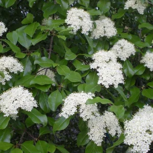 Blackhaw Viburnum Live Plant 6-12in Tall - 4 inch Pot - Outdoor Shrub - Image 4